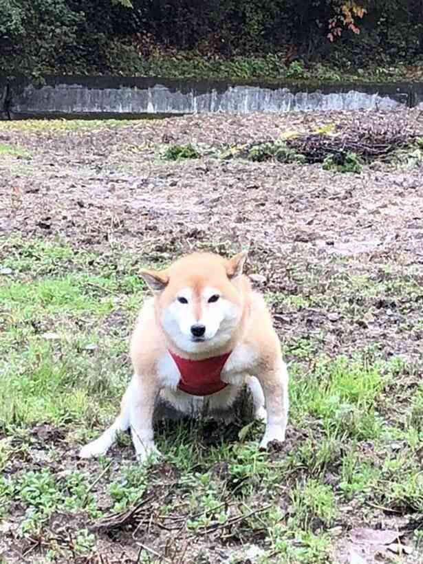 何度見てもじわじわくる画像part5