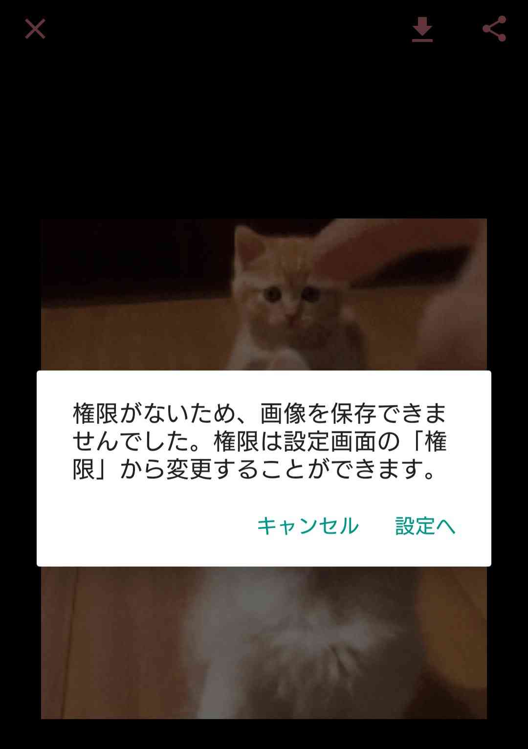 一番かわいい画像を貼った人が優勝