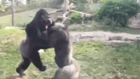 無理矢理マウントをとるトピ