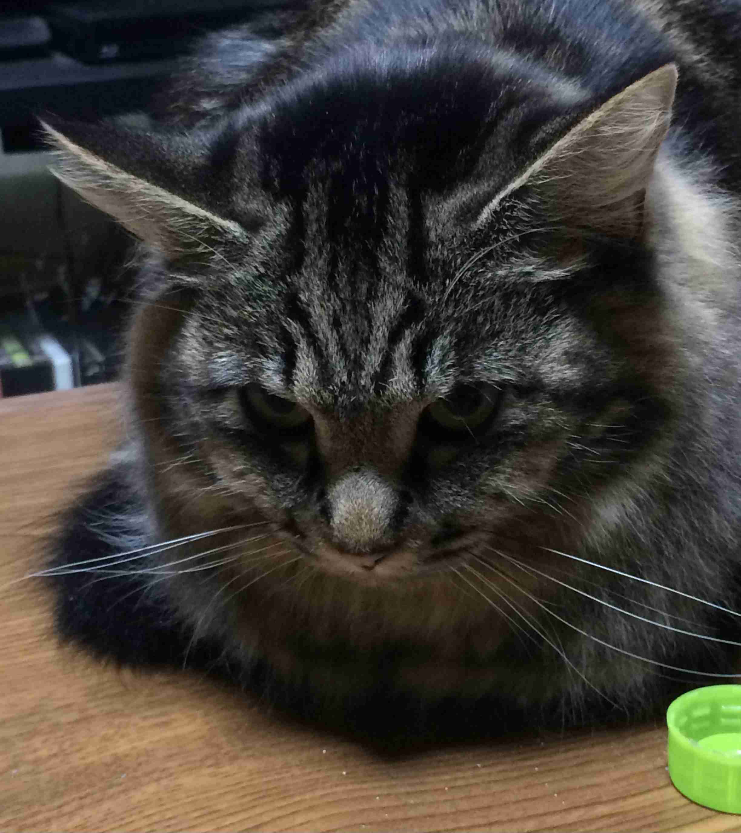 地震のことを『これは飼い主のせい』と解釈した猫に距離を置かれてしまう事例が発生