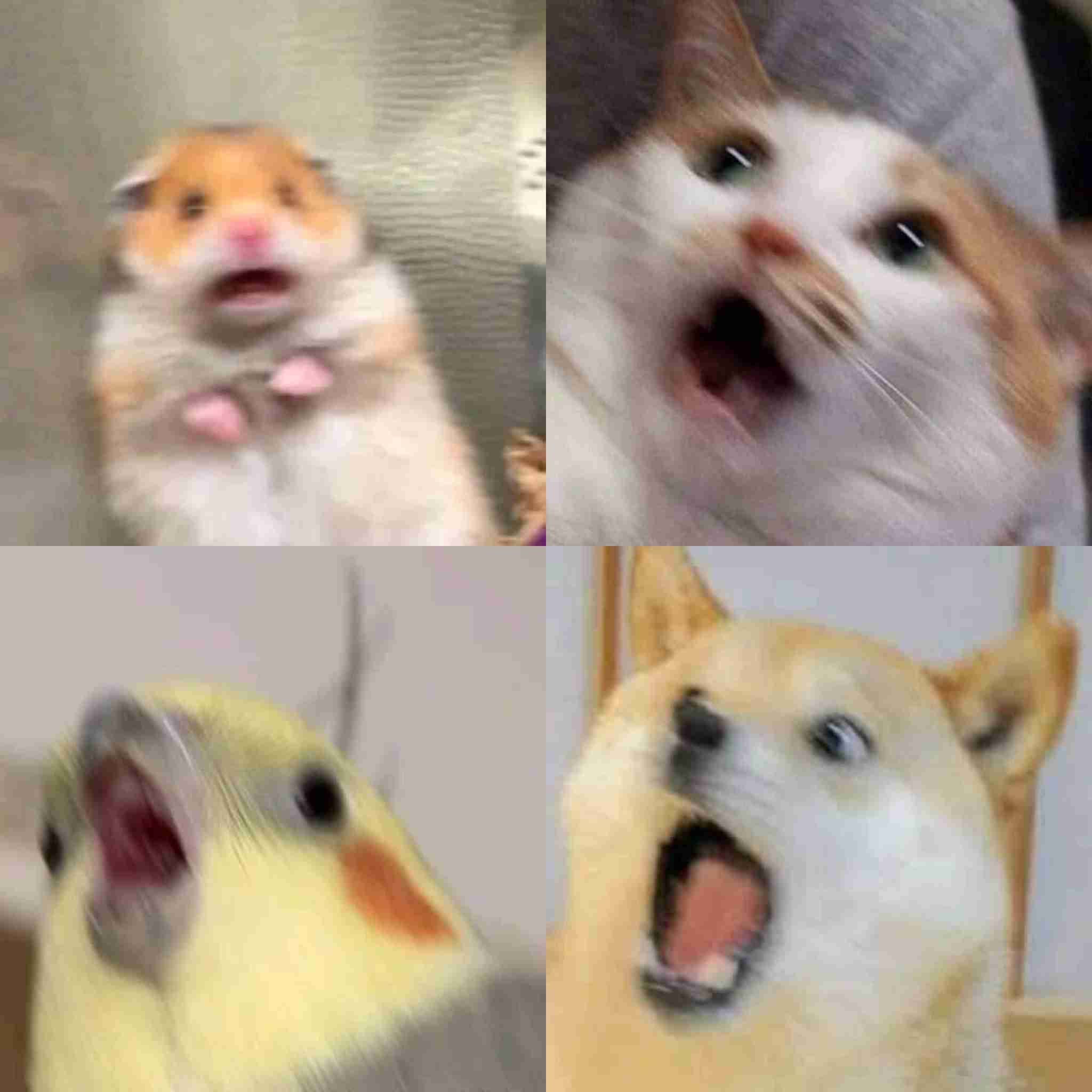 地震のことを『これは飼い主のせい』と解釈した猫に距離を置かれてしまう事例が発生