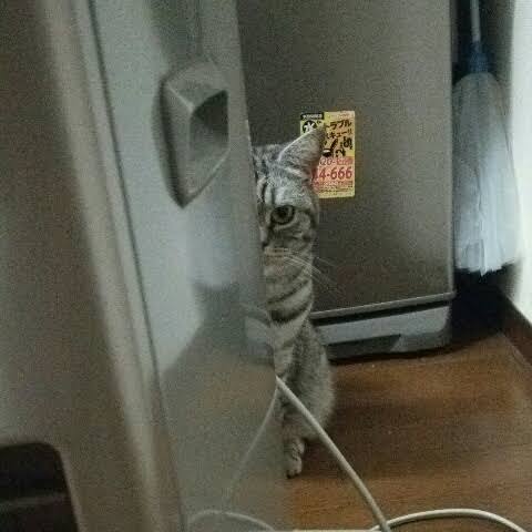 地震のことを『これは飼い主のせい』と解釈した猫に距離を置かれてしまう事例が発生