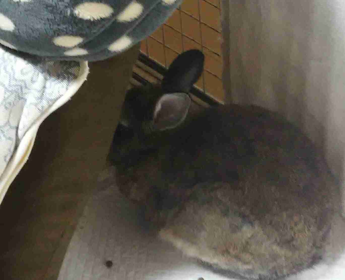 地震のことを『これは飼い主のせい』と解釈した猫に距離を置かれてしまう事例が発生