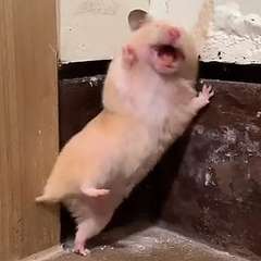 地震のことを『これは飼い主のせい』と解釈した猫に距離を置かれてしまう事例が発生