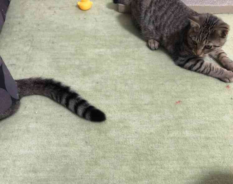 地震のことを『これは飼い主のせい』と解釈した猫に距離を置かれてしまう事例が発生