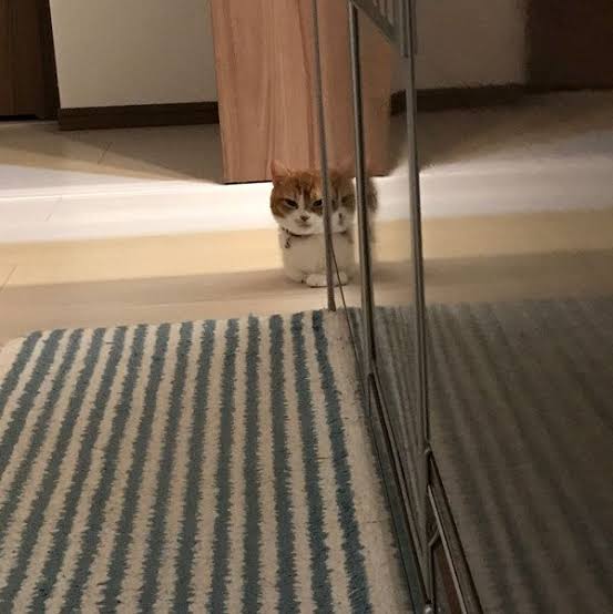 地震のことを『これは飼い主のせい』と解釈した猫に距離を置かれてしまう事例が発生