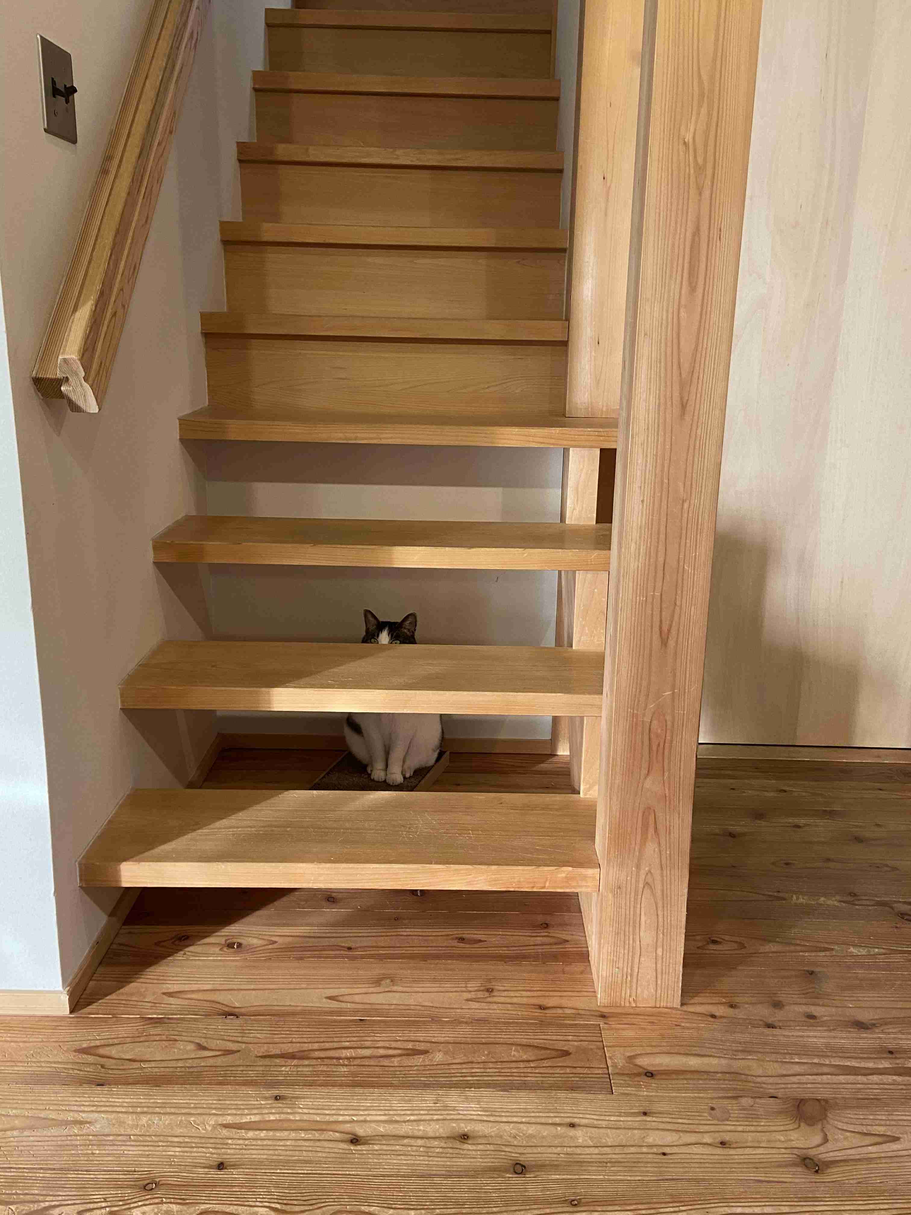 地震のことを『これは飼い主のせい』と解釈した猫に距離を置かれてしまう事例が発生