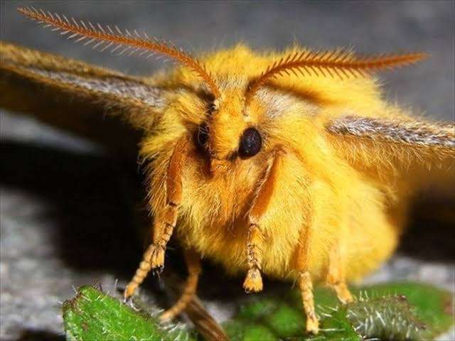 【閲覧注意】不思議・奇妙な昆虫が集まるトピ