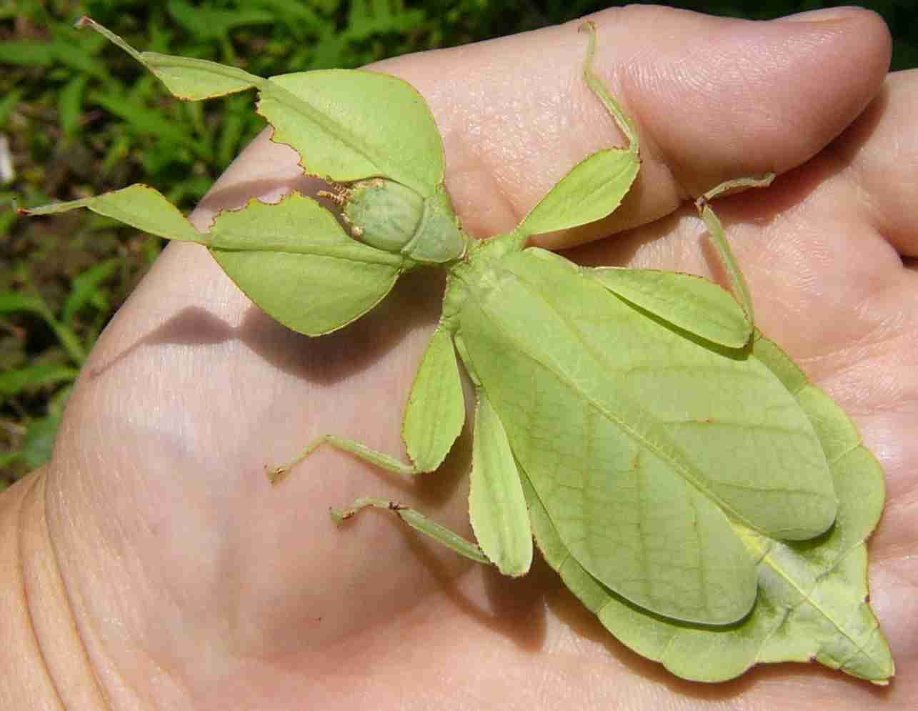 【閲覧注意】不思議・奇妙な昆虫が集まるトピ