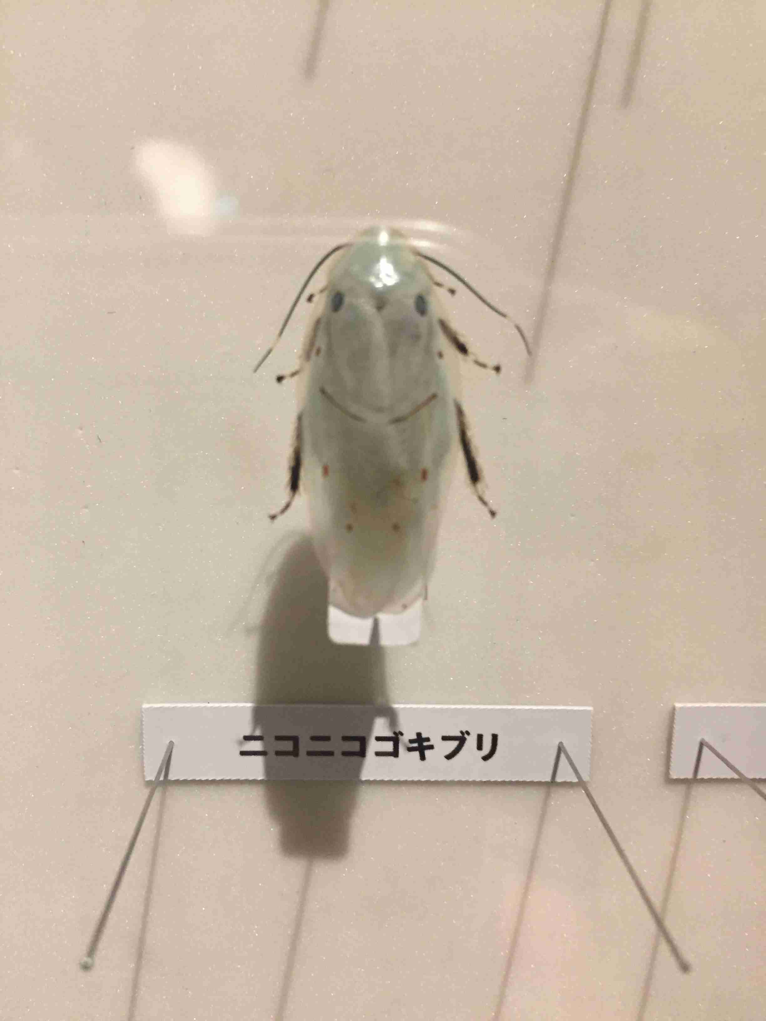 【閲覧注意】不思議・奇妙な昆虫が集まるトピ