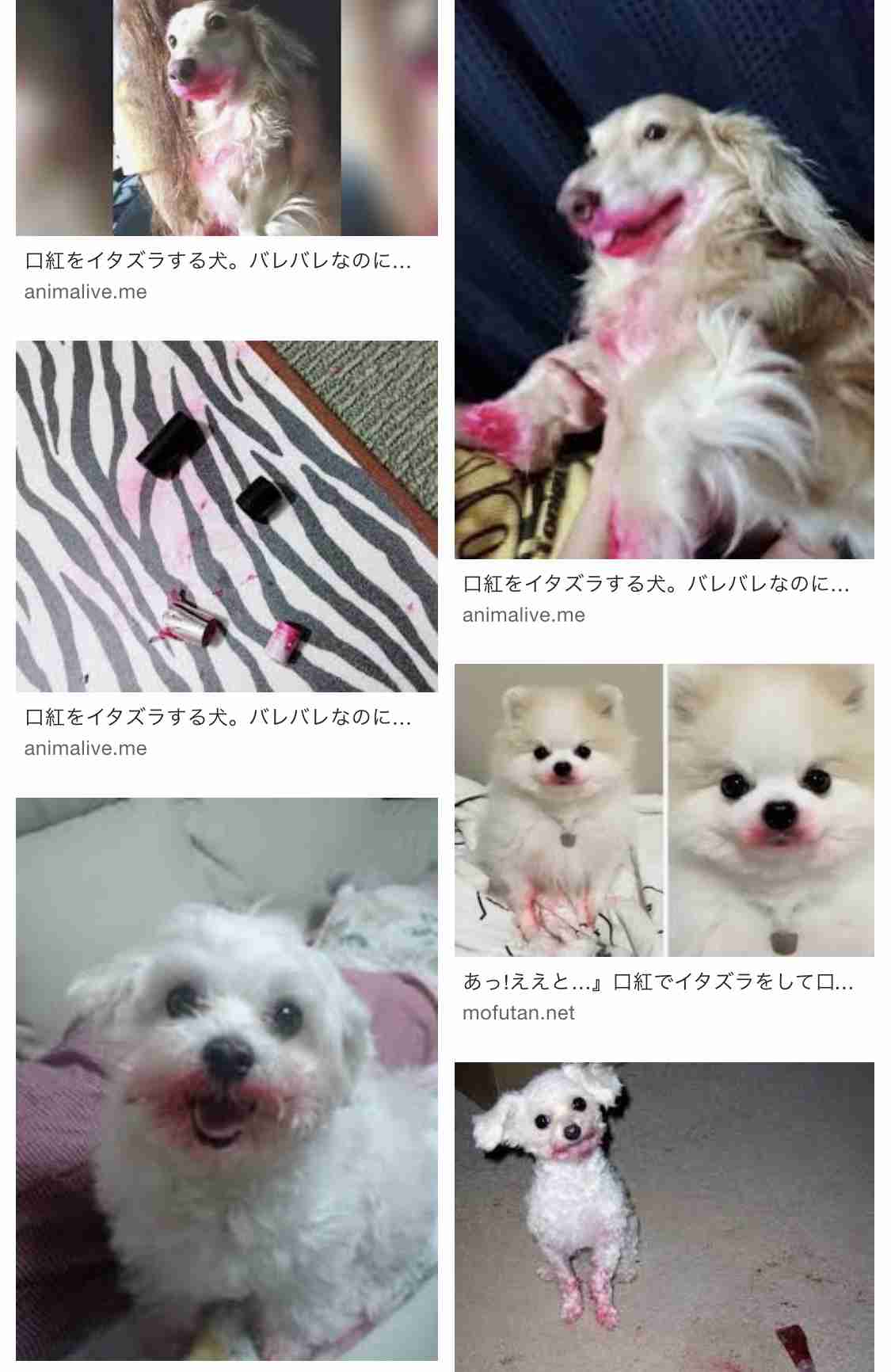 「血？　事件？」いたずら犬に飼い主は「心臓が止まるかと思った！」（米）