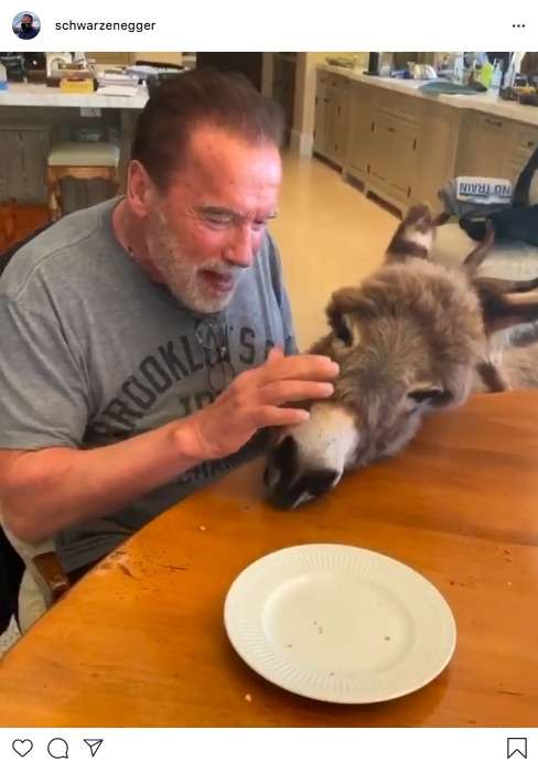ロバに乗りエジプトを旅しようとした男 ネット上で動物虐待との批判
