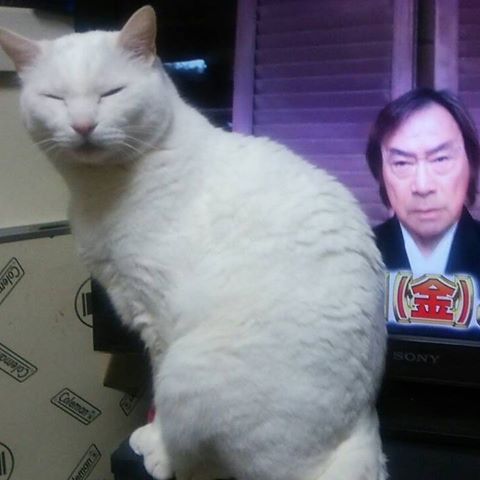 武田鉄矢の画像を貼って雑談するトピPart4