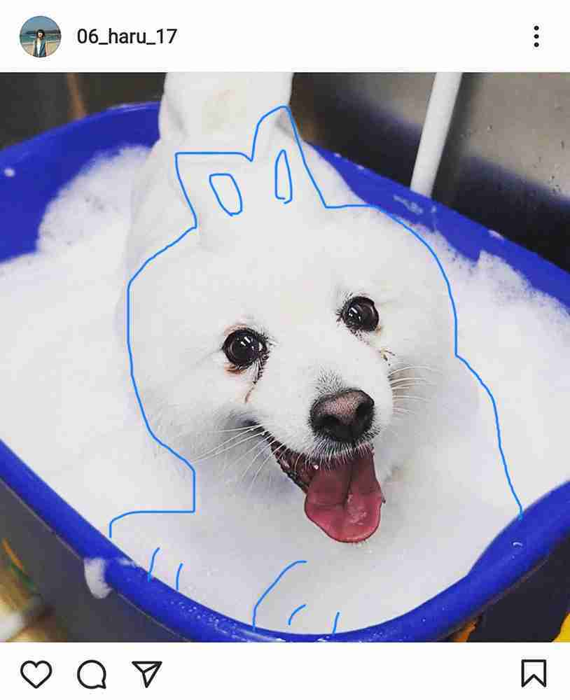 波瑠「どこまでが犬でどこからが泡…」の愛犬の写真を投稿 ファン「癒されます」「心が和らぎます」と感謝