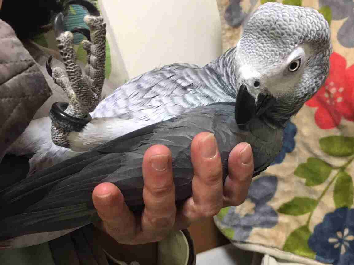 【教えて!】おすすめの小鳥