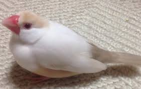 【教えて!】おすすめの小鳥