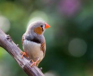 【教えて!】おすすめの小鳥