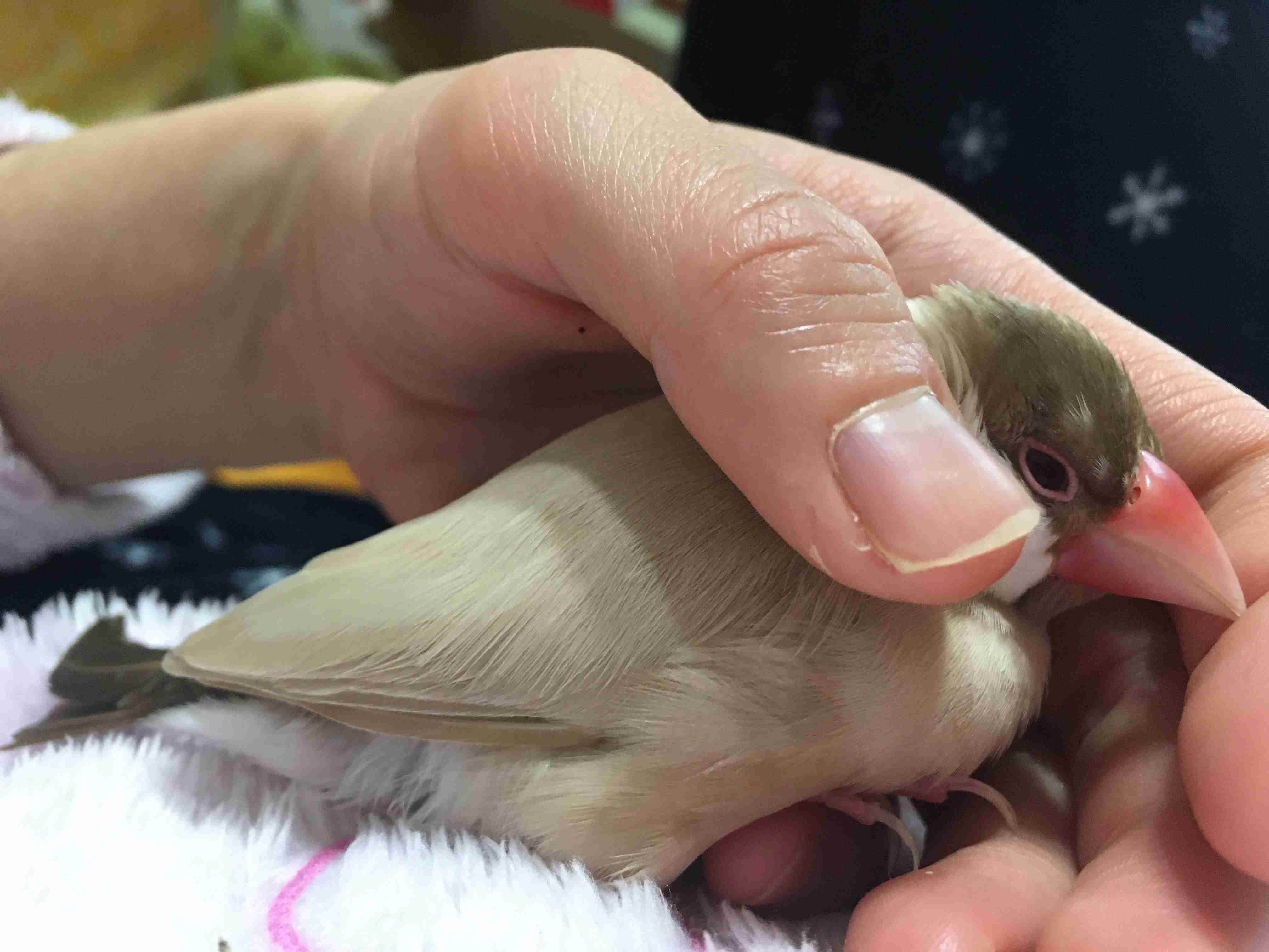 【教えて!】おすすめの小鳥