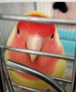 【教えて!】おすすめの小鳥