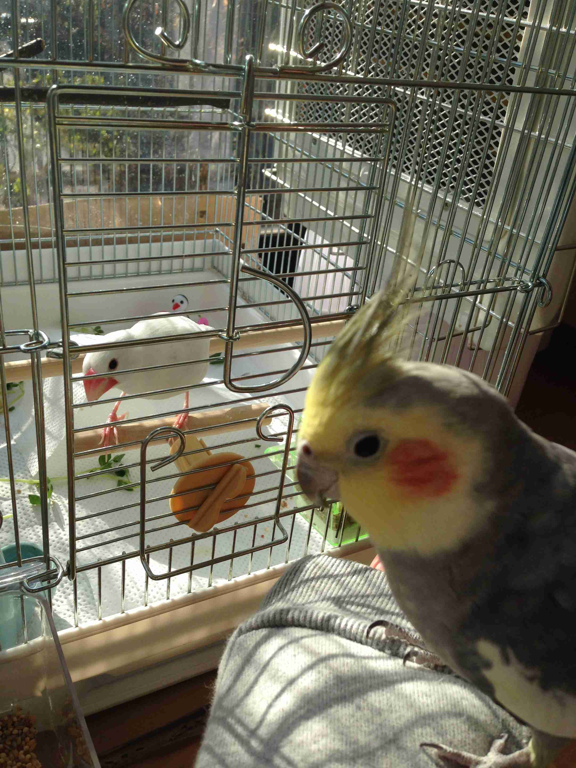 【教えて!】おすすめの小鳥