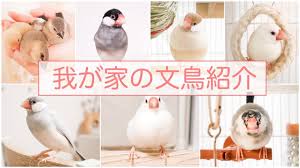【教えて!】おすすめの小鳥