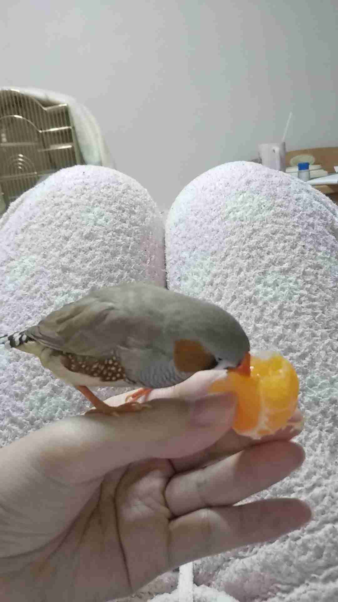 【教えて!】おすすめの小鳥