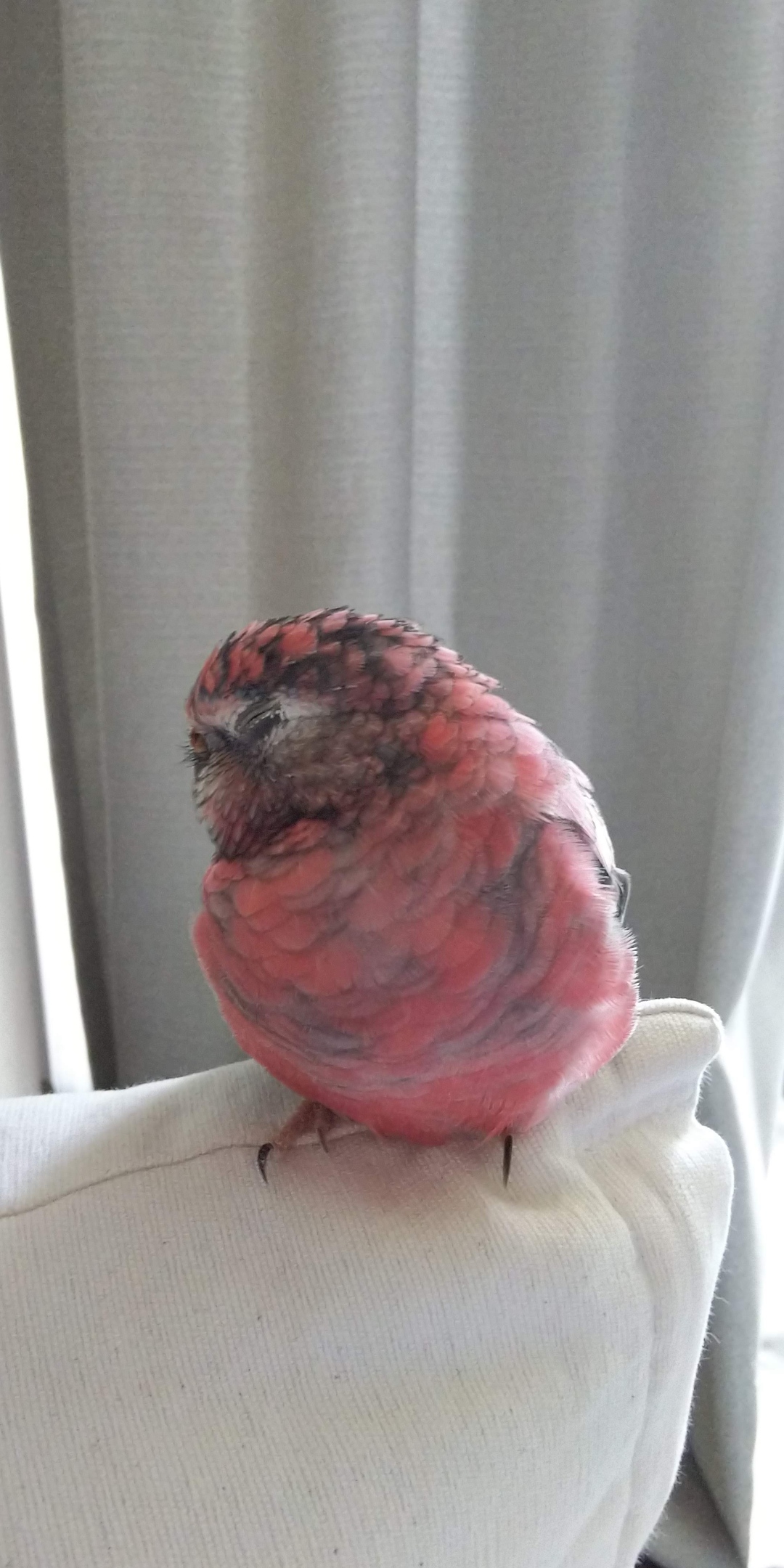 【教えて!】おすすめの小鳥
