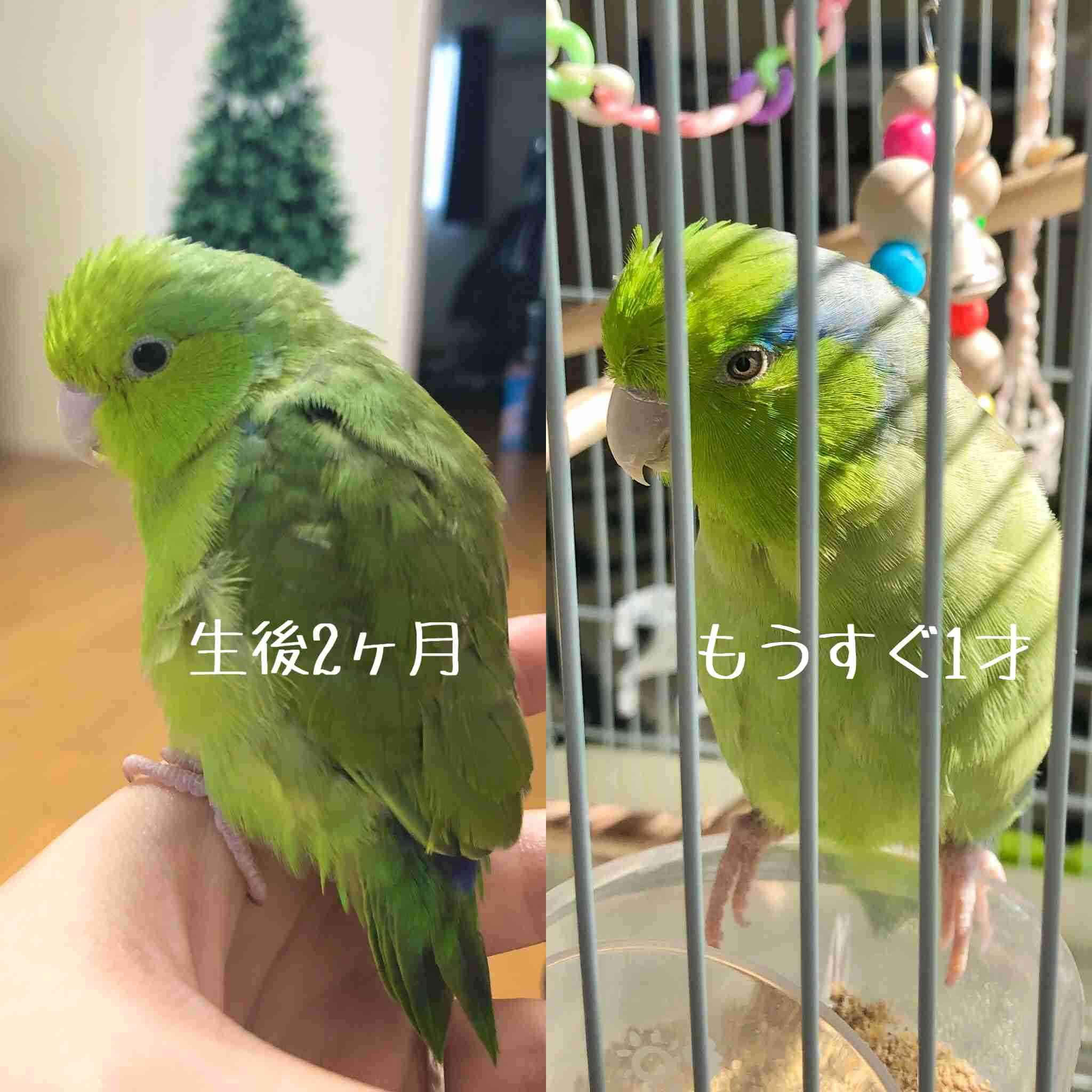 【教えて!】おすすめの小鳥
