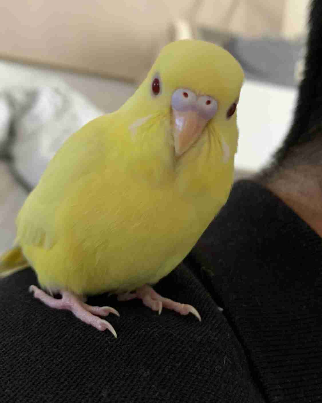 【教えて!】おすすめの小鳥