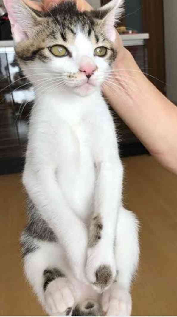 川に落ちた猫、ウーバーイーツ配達員が救助　拍手と歓声