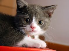 仕事猫（現場猫）好きな人集合！！