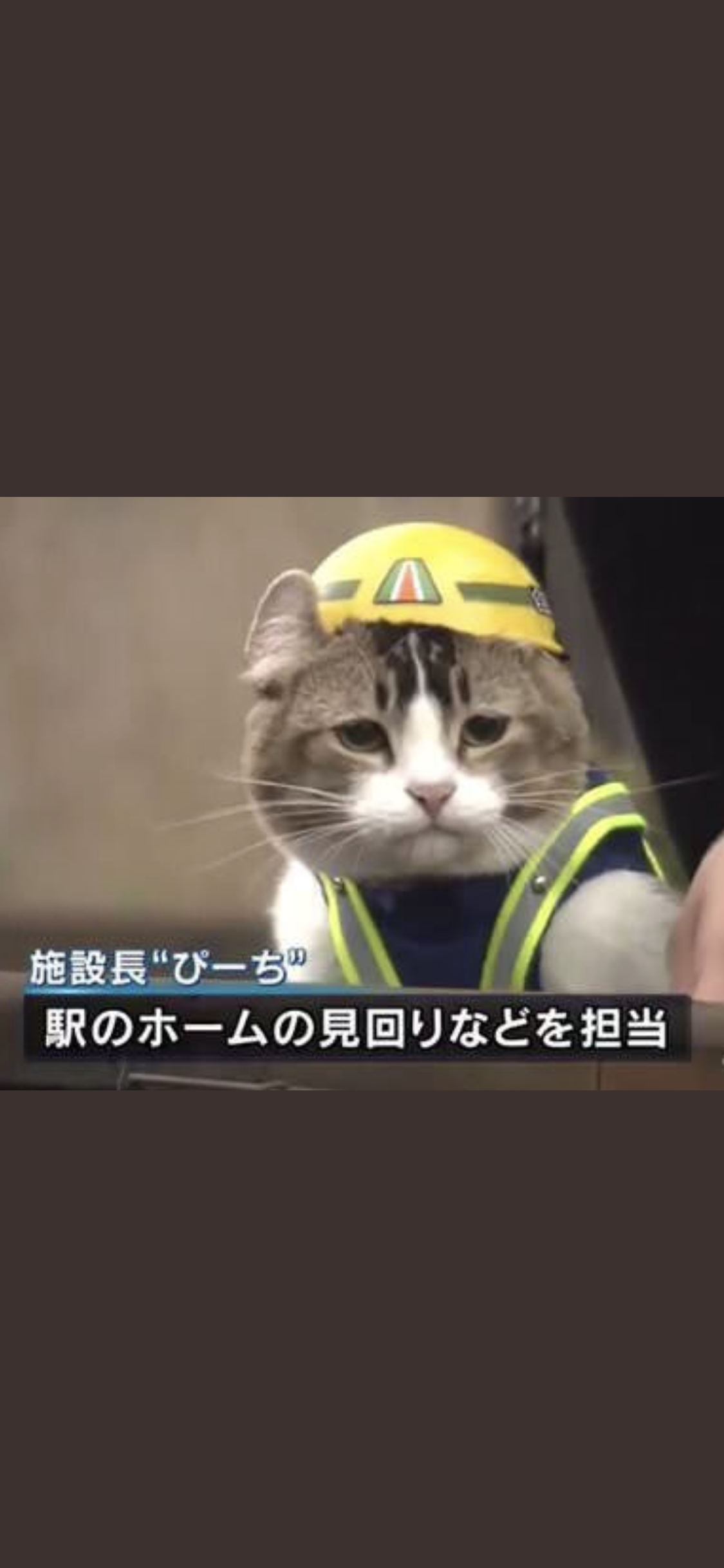 仕事猫（現場猫）好きな人集合！！