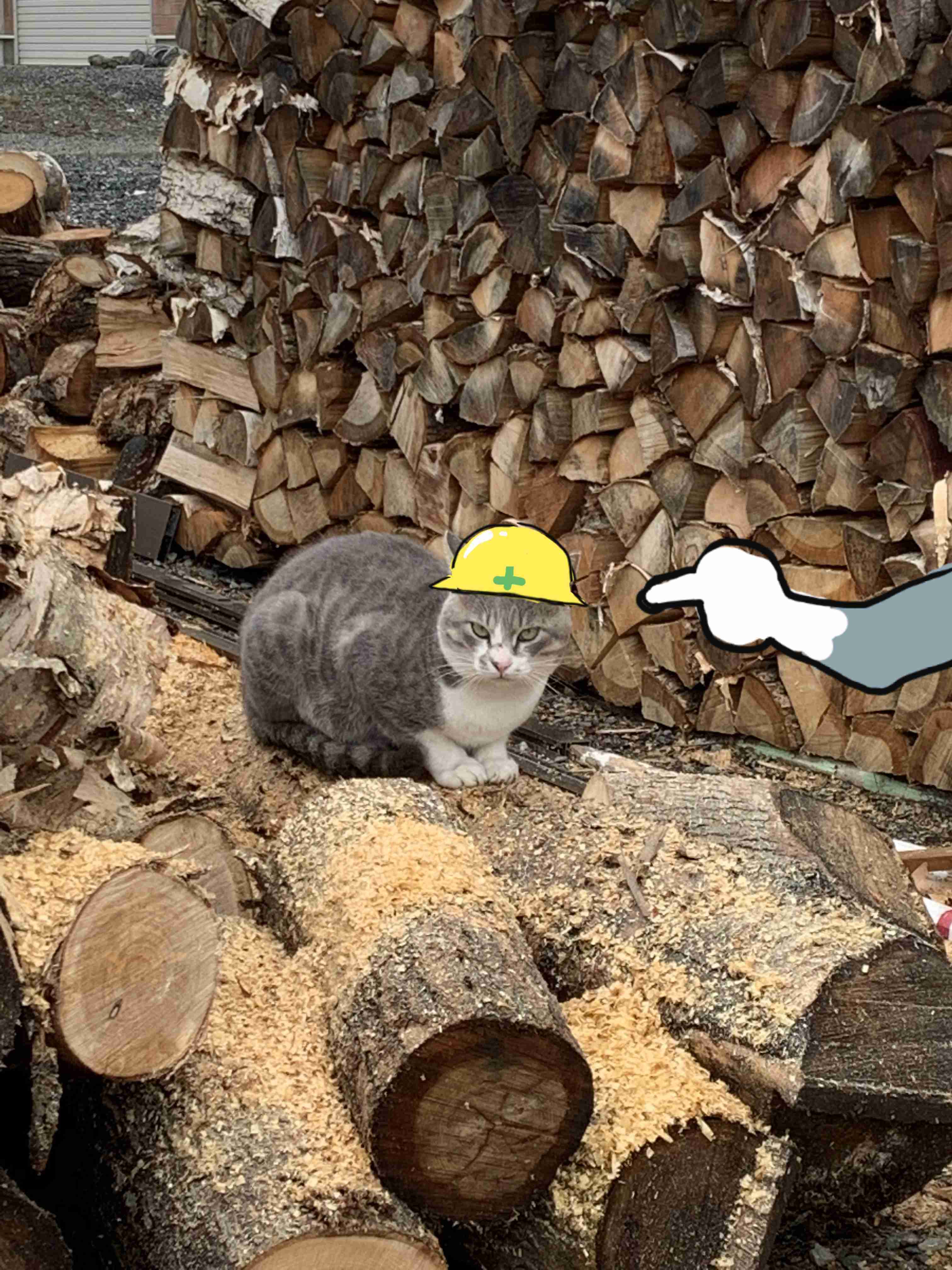 仕事猫（現場猫）好きな人集合！！