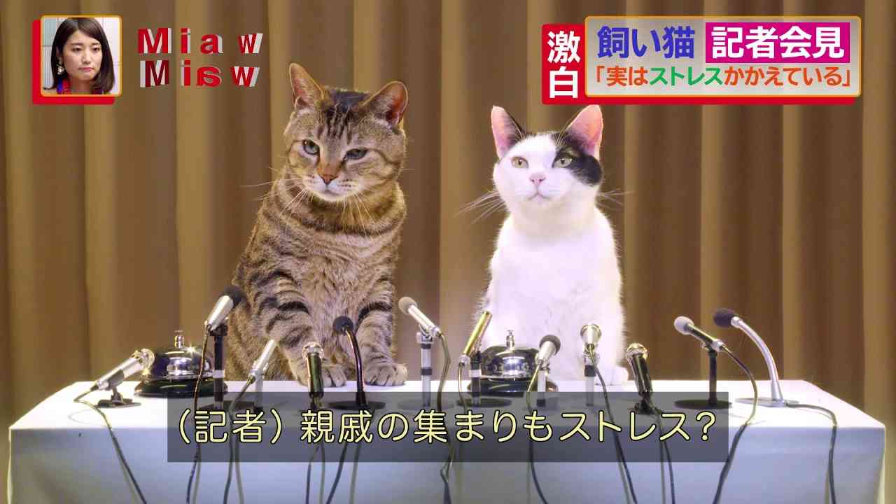 猫が出演しているcm ガールズちゃんねる Girls Channel