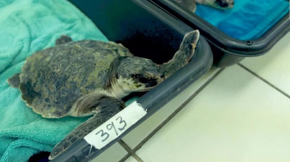 米テキサス記録的寒波 絶滅危惧のウミガメが床一面に・・・