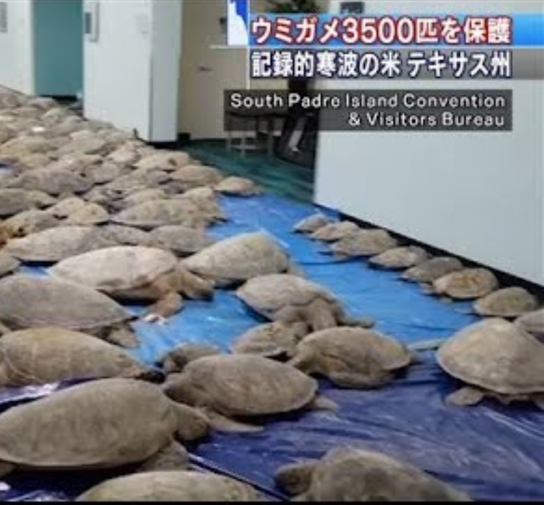 米テキサス記録的寒波 絶滅危惧のウミガメが床一面に・・・