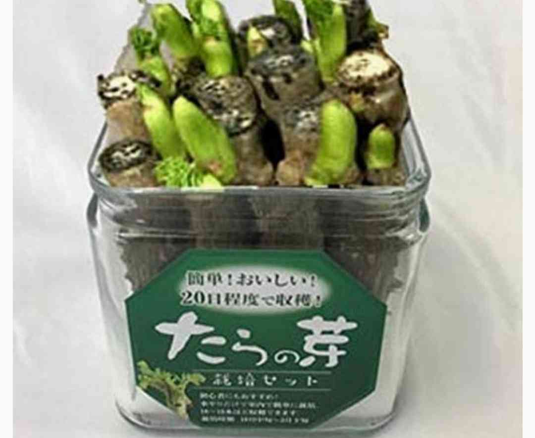 家庭菜園をやりたいです【初心者】
