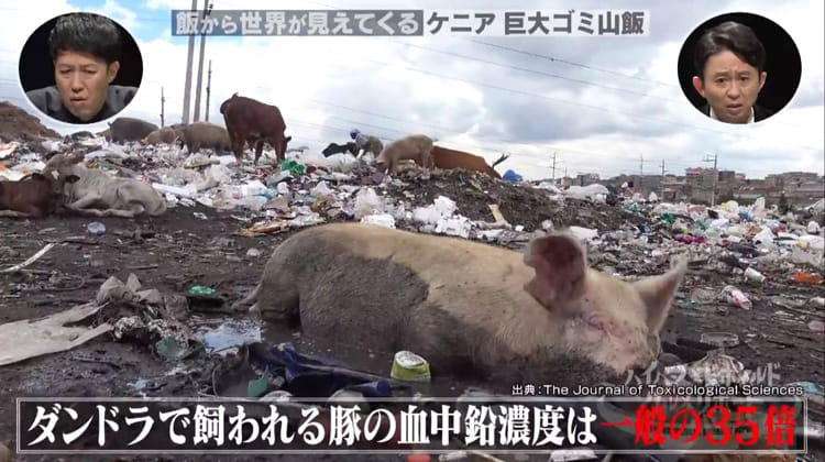 世界の全サンゴ礁　今世紀中に消滅か…日本の周辺海域でも24年に白化の可能性