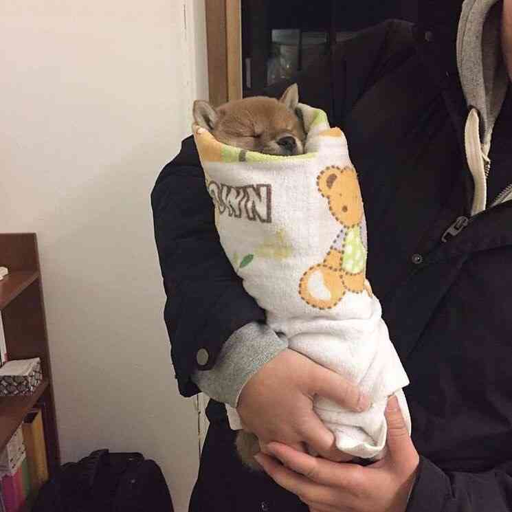 雑談コメントと内容に全く関係無い画像を貼ってカオスにするトピ