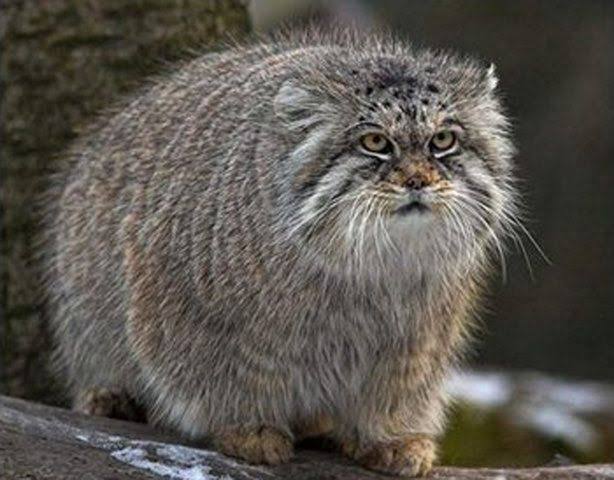 単純に顔がタイプな海外芸能人