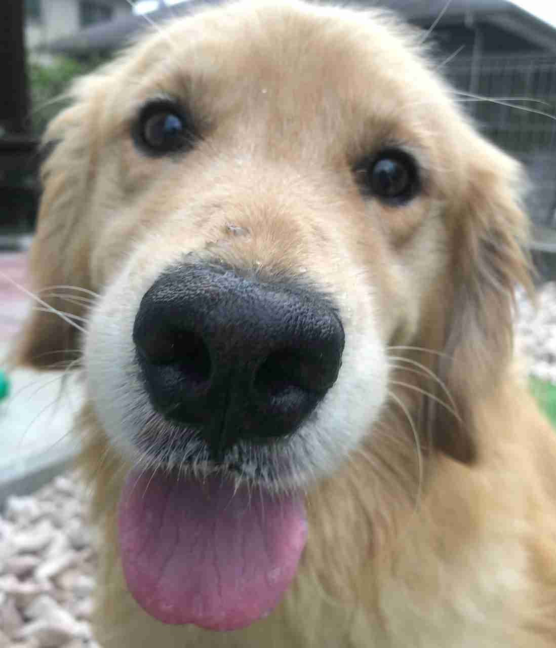 大型犬飼いの集い