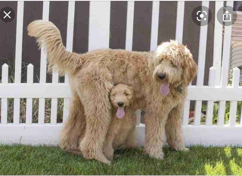 大型犬飼いの集い