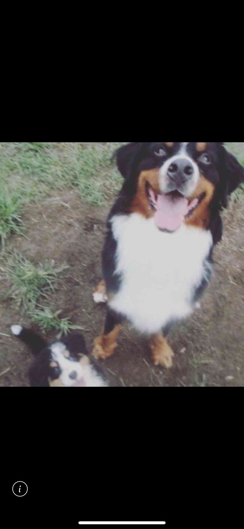 大型犬飼いの集い