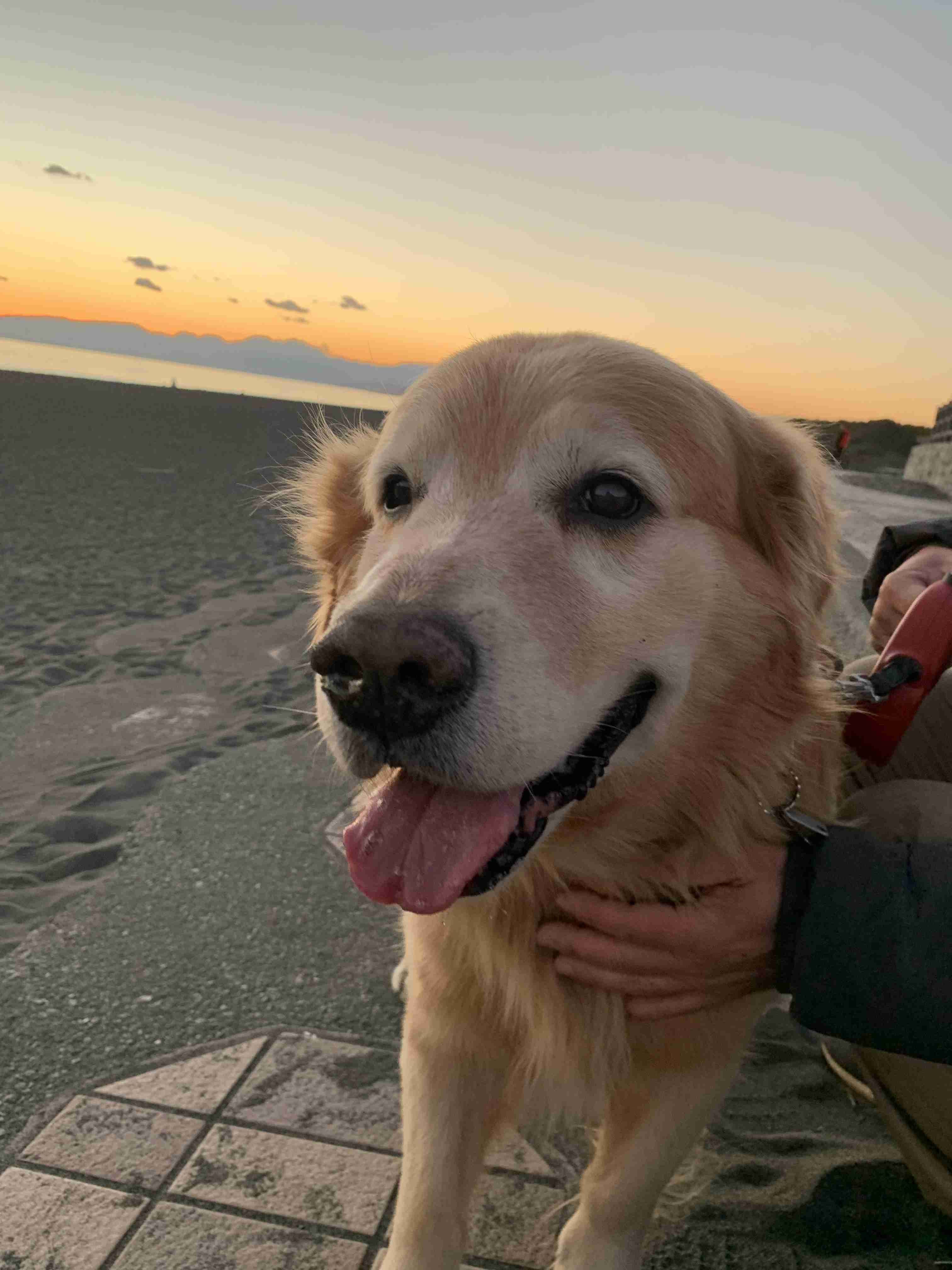 大型犬飼いの集い