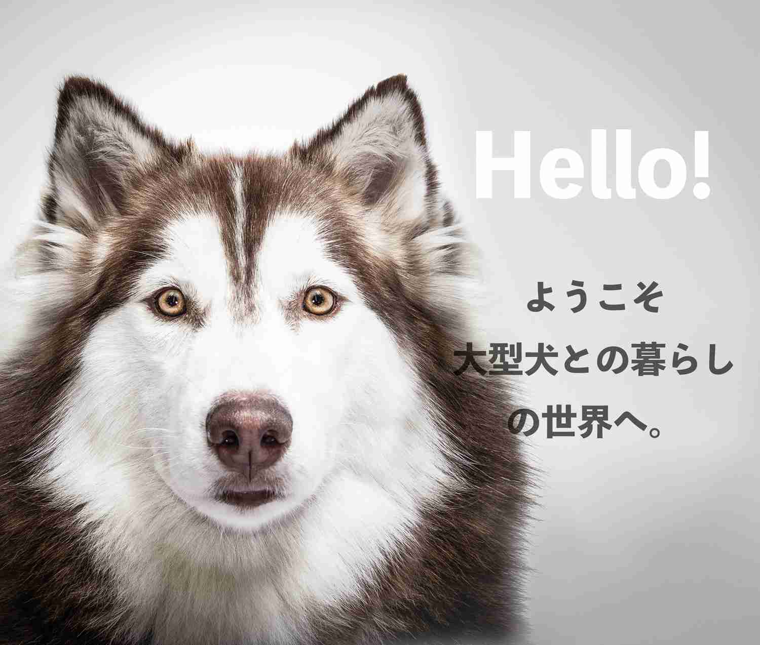 大型犬飼いの集い