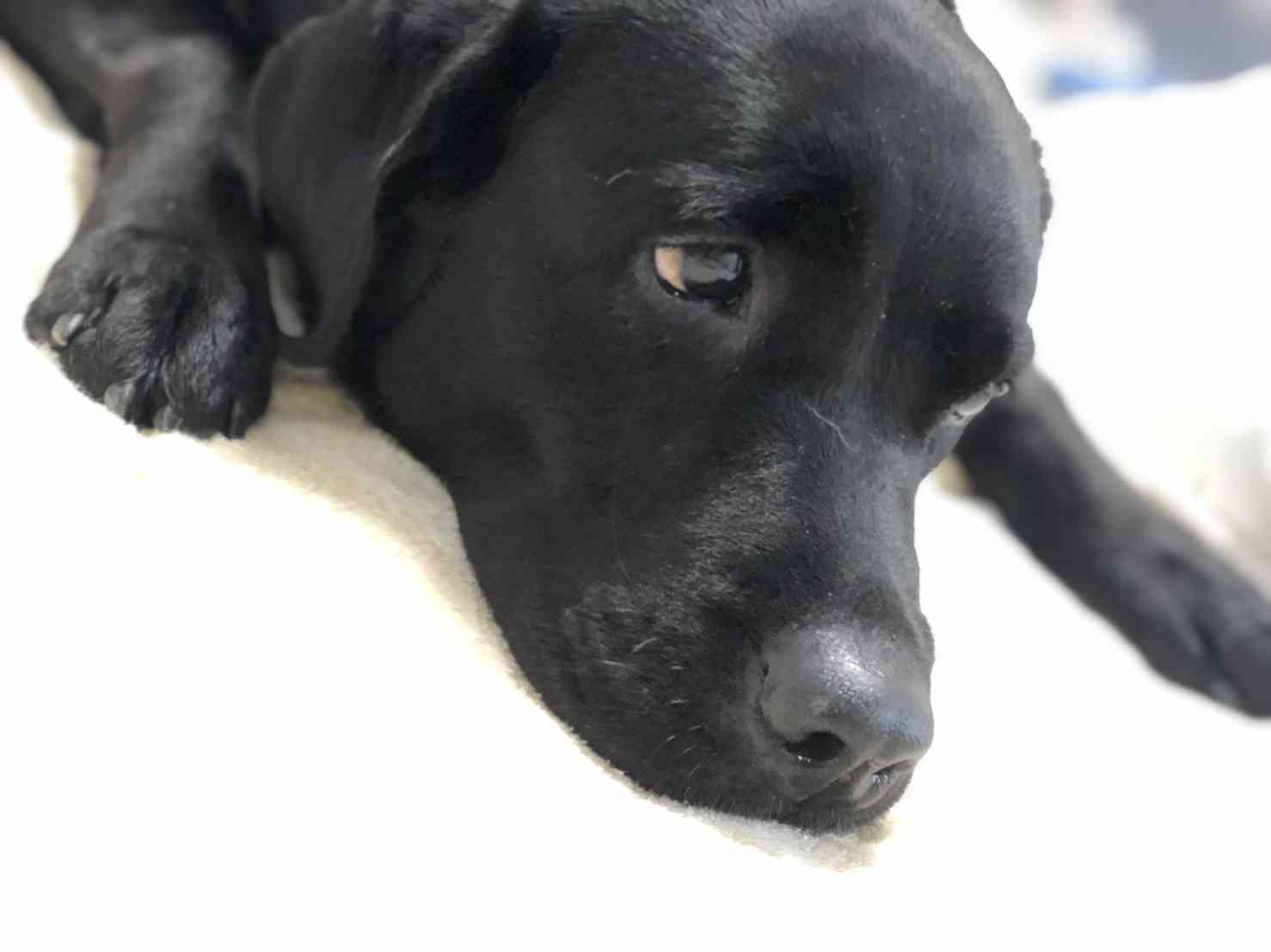 大型犬飼いの集い