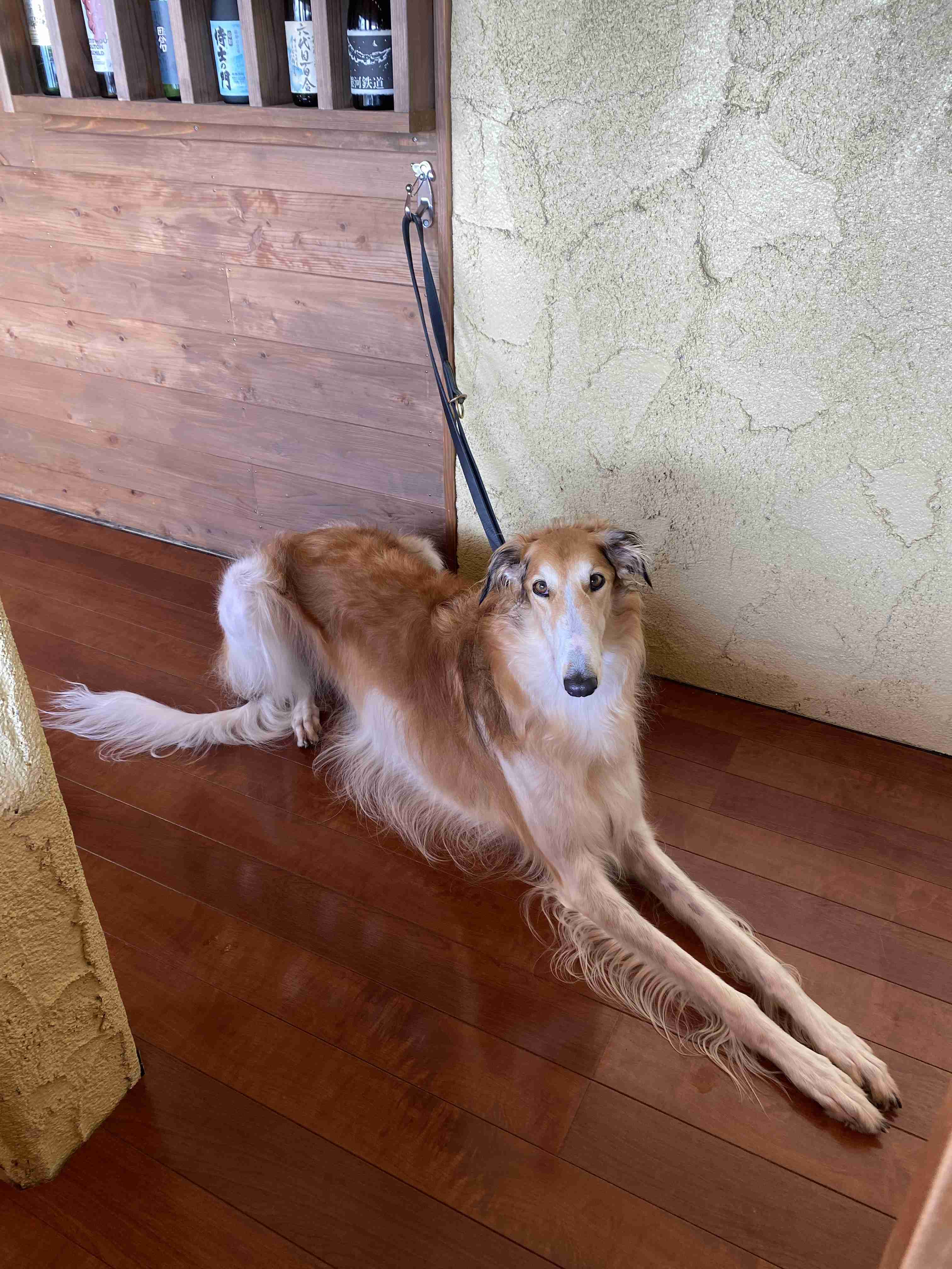 大型犬飼いの集い