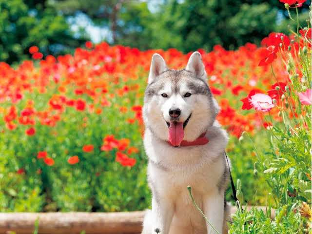 大型犬飼いの集い