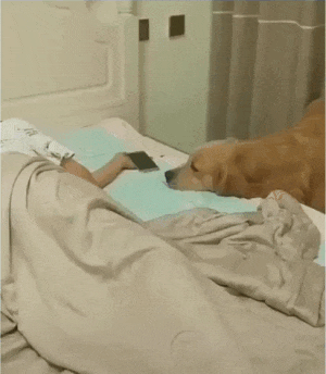 大型犬飼いの集い