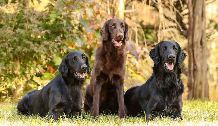 大型犬飼いの集い